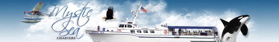 The Quintessa on Whidbey Island whale watching