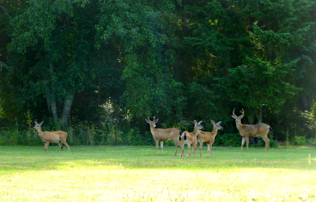 The Quintessa on Whidbey Island deer