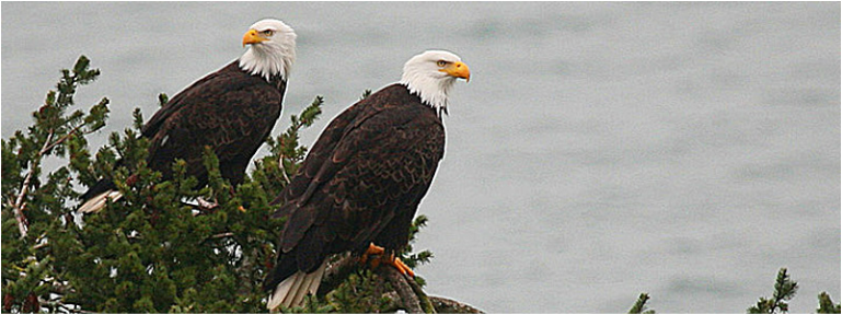 The Quintessa on Whidbey Island eagles